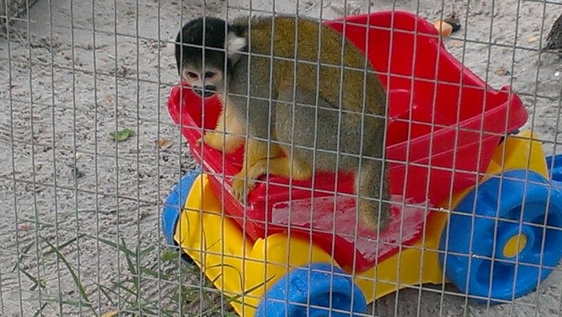 Monkey Dating App Apk Ideas